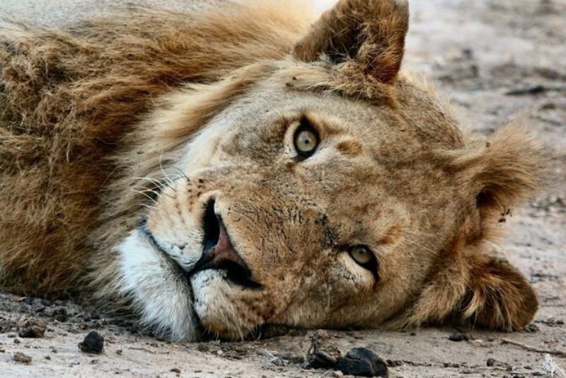 dead lion lying on the ground